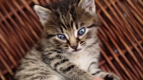 Little kitty playing with human hand