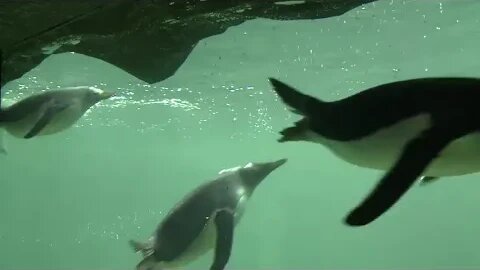 🐧 Explore the Kansas City Penguin Exhibit - A Glimpse into the World of Playful Penguins! 🌊❄️