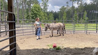 Training Wild Donkeys to Lead