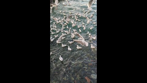 sea birds