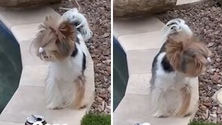 Pup adorably confused after ponytail comes loose
