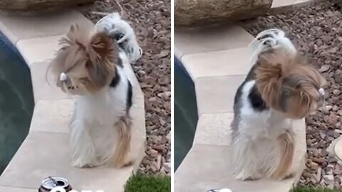 Pup adorably confused after ponytail comes loose