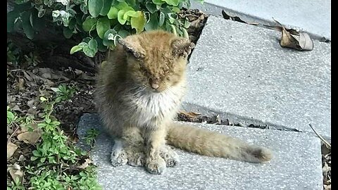 He didn't see anything, but just sat in an empty courtyard and begged for help