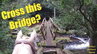 Riding Horses in the Great Smoky Mountains!