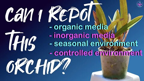 How to know if I can repot an orchid | How long do I have to wait to repot a new orchid & why?