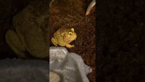 Mango the PacMan Frog Eating Crickets
