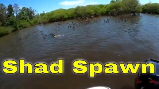 The Shad Spawn is On