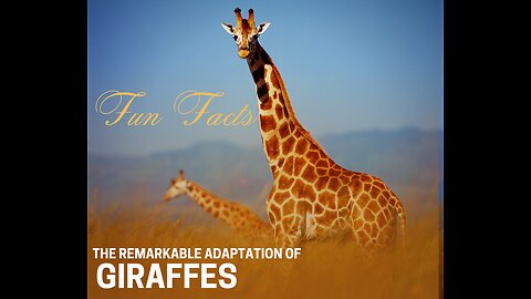 Fun facts about giraffes that you didn't know about.