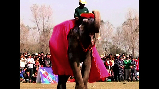 Elephant Beauty Pageant