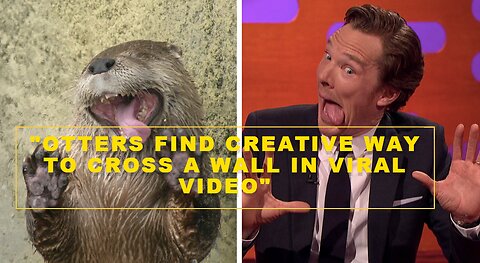 "Otters Find Creative Way to Cross a Wall in Viral Video"