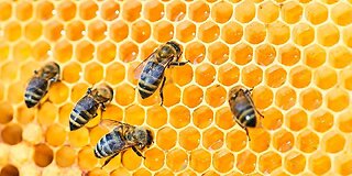 Honeybee Update! 🐝🐝🐝