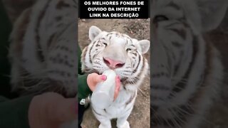 Bebê tigre tomando leite na mamadeira