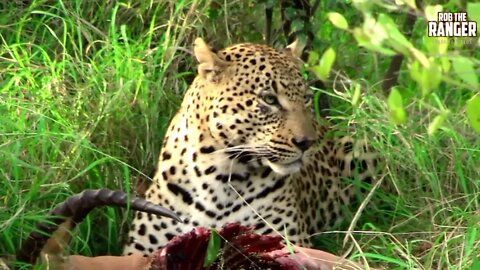 Male Leopard With An Impala | Archive Footage