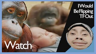 Watch: Orangutan Wants Closer Look at Baby