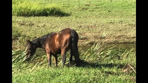 The paddock fence is damaged from the flood. I've put the brumby girls into another paddock