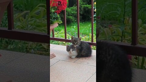 Two kittens cuddling together #cat