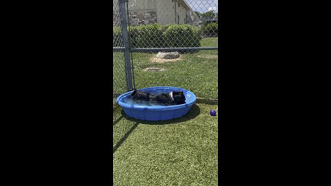 Shelter dog loves playing in the pool