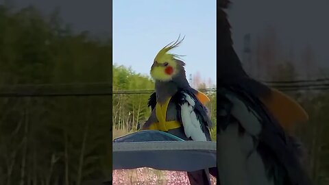 Cute Cockatiel Jojo outdoor adventure ❤️