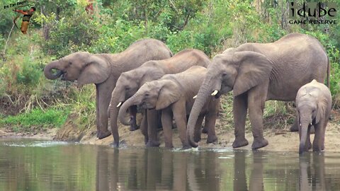 Elephant Herd Comes To Drink