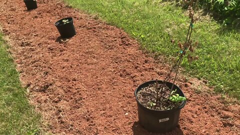 Planting Out A Mixed Soft Berry Bed, Blackberry and Raspberry