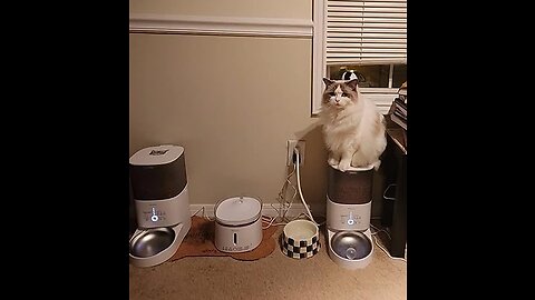 Homerunpet Smart Automatic Cat Feeder - WiFi & Bluetooth, Custom Timed Feeding, 30-Day Freshnes...