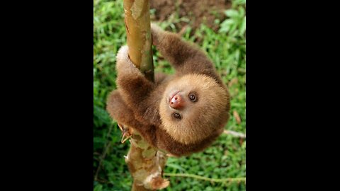 Baby Sloths Being Sloths