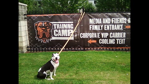 Browns Training Camp!, RMS Fish Store, Mulligans Sportsbar, Yuppy Puppy Dog Groomer