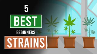 5 Easiest Cannabis Strains to Grow!