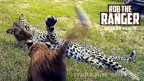 Camera Trap At An Unsual Leopard Den | Rob The Ranger Special Edition | Unique Footage