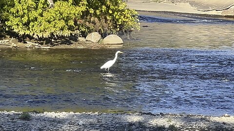 Great White Egret featuring cameo appearance