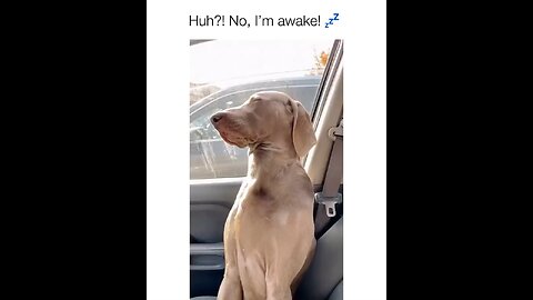 Dog sleep in car comedy videos 😂😂