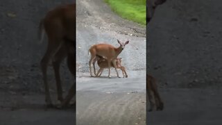 Saw this on my way home today [Deer]