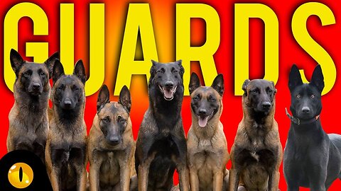 TOP 10 DOGS FOR PROTECTION