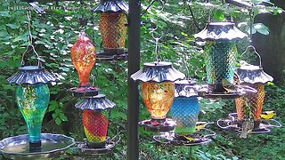 The American Goldfinches visit the LujiiGarden feeding station! 8/3/2023