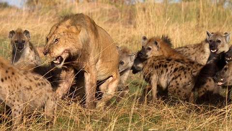 Lion vs Hyenas: Pack of Hyenas Attack Lion And Steal Its Prey