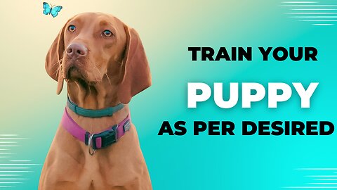 How to train puppy.