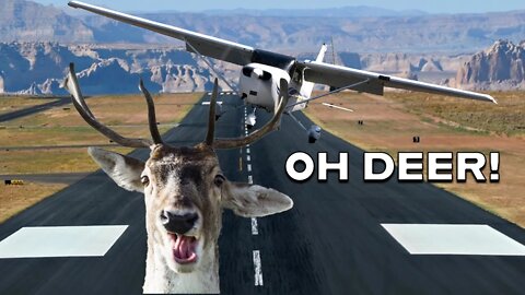 Deer Runs In front of Airplane on Landing