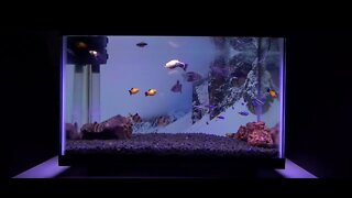 Beautiful Relaxing Nature Aquarium Background