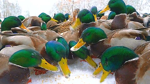 Winter Feeding Hungry Arctic Mallard Ducks Oats Can Get a Little Crazy at Times