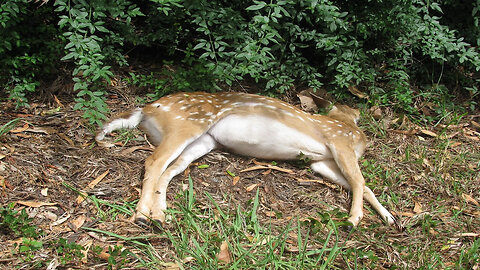 KTF News - Scientists fear 100% fatal ‘zombie deer disease’ will mutate to infect humans