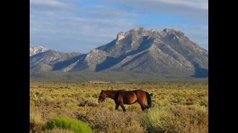 Wildlife Bros Episode 9 Wild Mustang