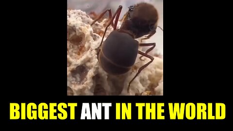 Biggest Ant In The World