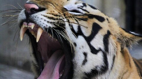 What Makes Yawning Contagious?