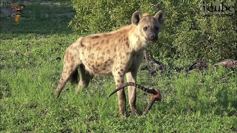 Hyena Chews Impala Skull