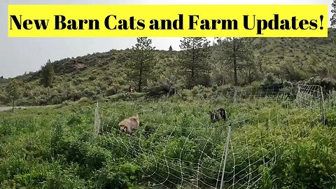 New Barn Cats and Farm Updates!