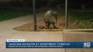 Javelina attacks dog at North Phoenix apartment complex