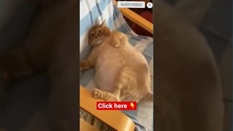 cute cat videos 😹funny videos 😂1248 😻#shorts