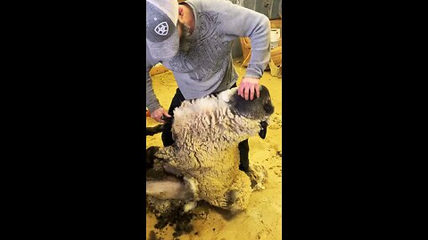Shearing a muscular Sheep 💪