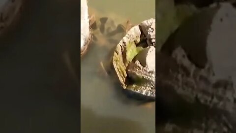 sucuri ataca pescador no rio Araguaia #shorts