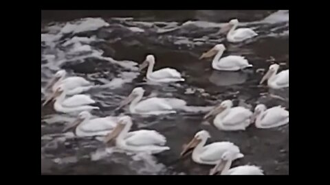 Pelicans at the Coralville Lake Spillway, April 6, 2022